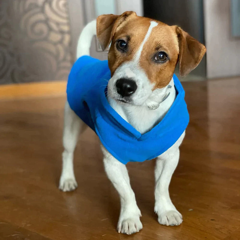 Roupinha para cães - seacheaqui